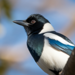 Comment Savoir l'Âge d'une Pie : Méthodes Fiables pour Oisillons et Oiseaux Adultes