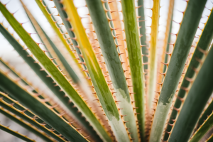 Yucca Feuilles Jaunes : Causes et Solutions pour Sauver Votre Plante