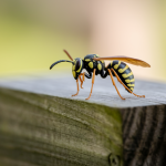 guepe-charpentiere-bois-fond-flou
