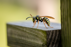 guepe-charpentiere-bois-fond-flou