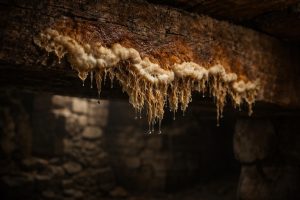 champignon-coniophore-poutre-bois-cave