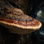 polypore-caves-roche-sombre-humide