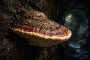 polypore-caves-roche-sombre-humide