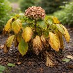 hortensia-feuilles-jaunies-sol-humide