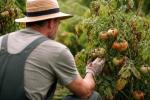 jardinier-tomates-tachees-feuilles-decolorees