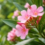 laurier-rose-pucerons-feuilles-vertes