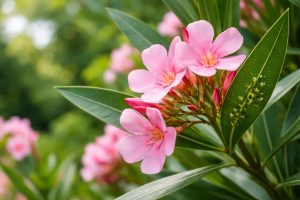 laurier-rose-pucerons-feuilles-vertes
